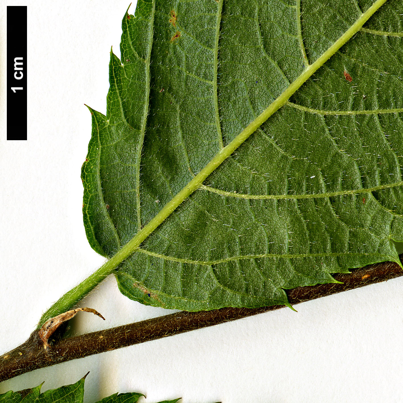 High resolution image: Family: Betulaceae - Genus: Ostrya - Taxon: knowltonii High resolution image: Family: Betulaceae - Genus: Ostrya - Taxon: knowltonii